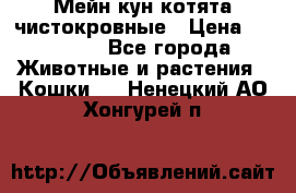 Мейн-кун котята чистокровные › Цена ­ 25 000 - Все города Животные и растения » Кошки   . Ненецкий АО,Хонгурей п.